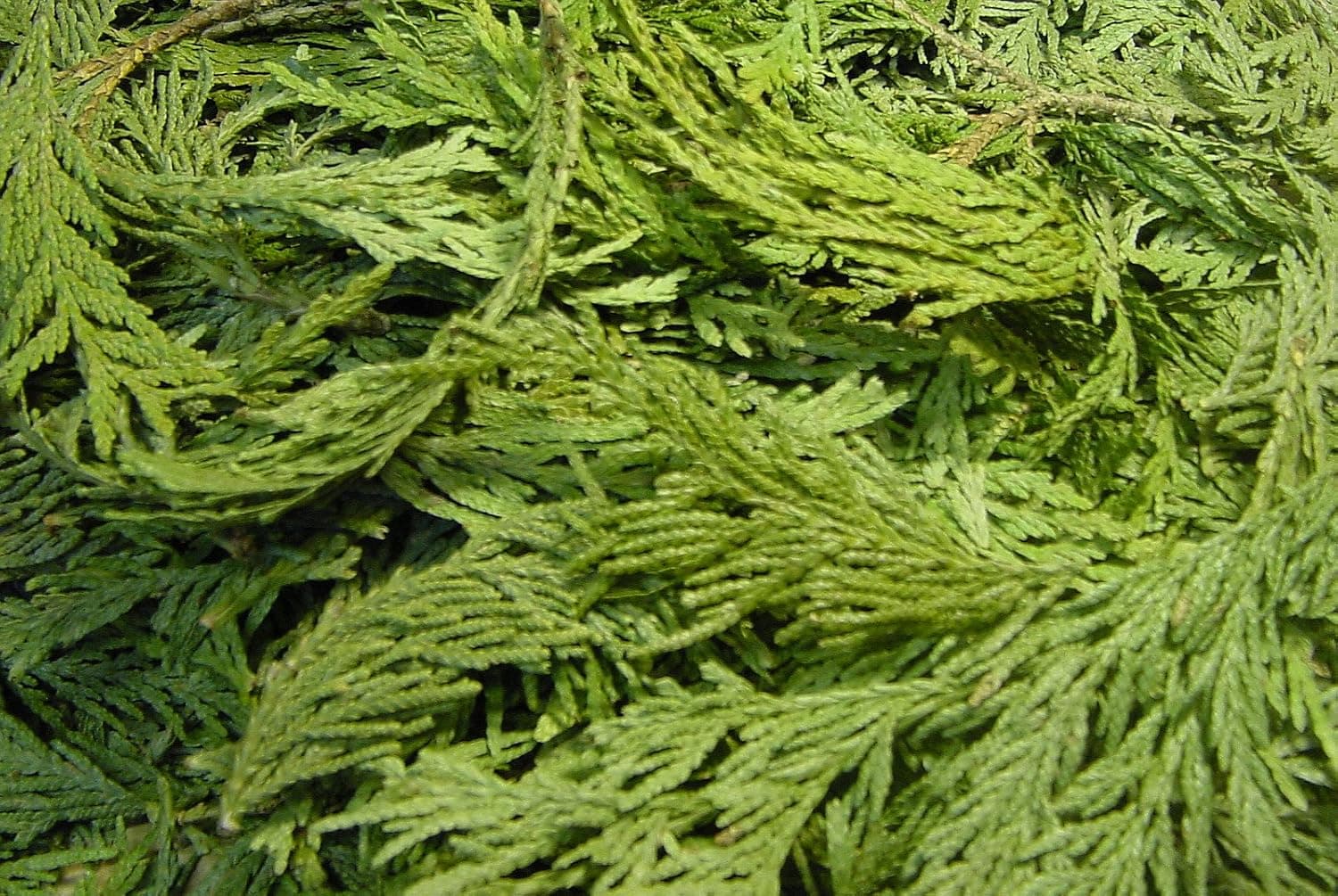 Cedar Tips 2oz (HCEDT)