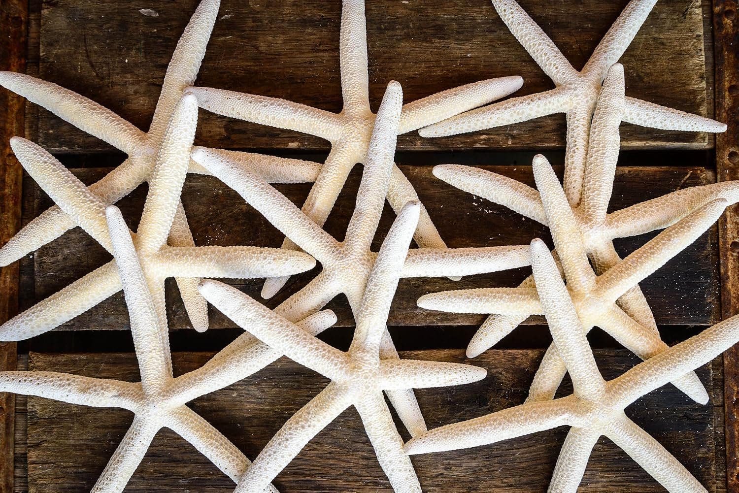 Hinterland Trading Finger Linkia Starfish for Decoration, White