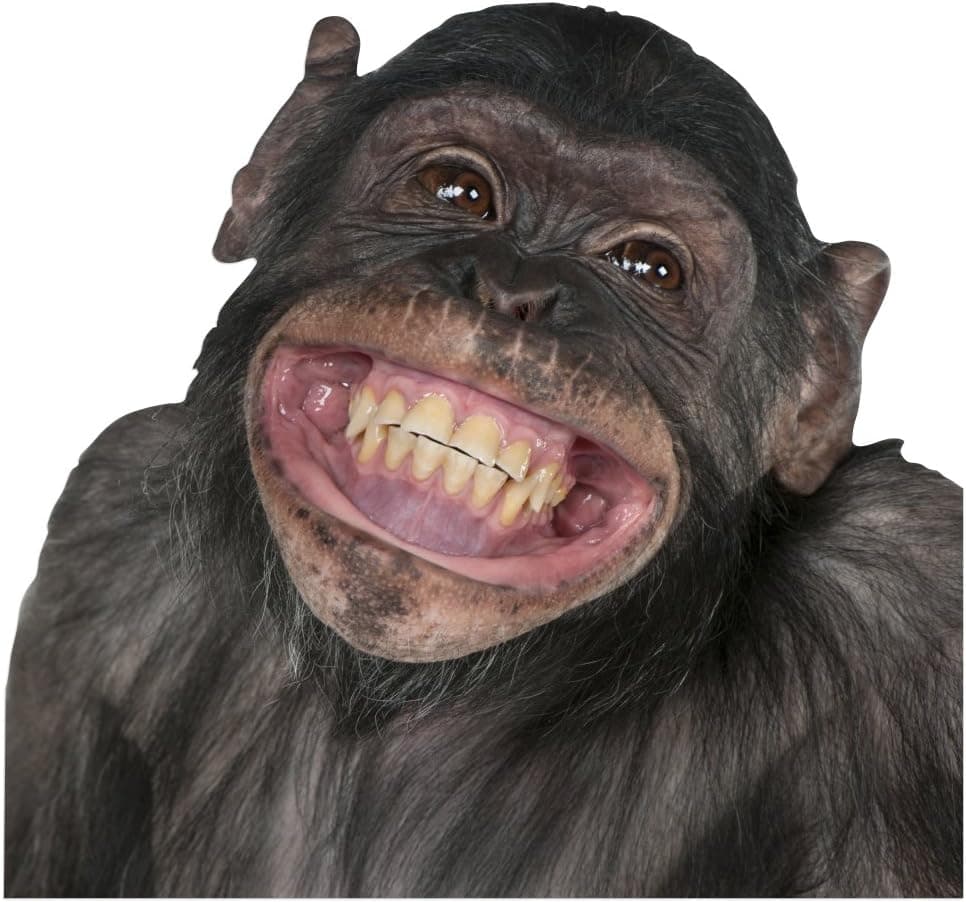 Colorbok Joy Riders Chimp Window Cling