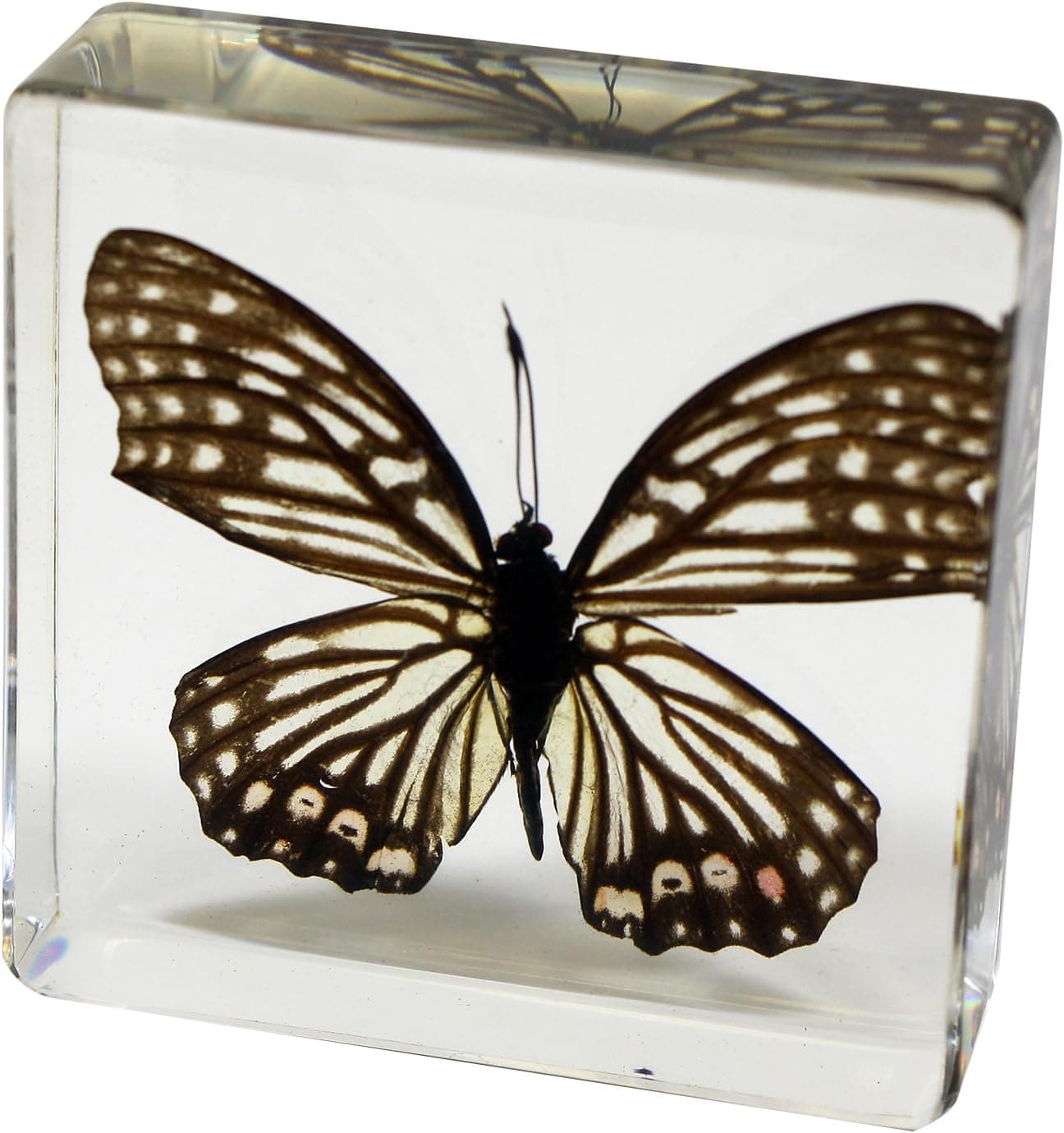 REALBUG Red Ring Skirt Butterfly Paperweight(3x3x1)