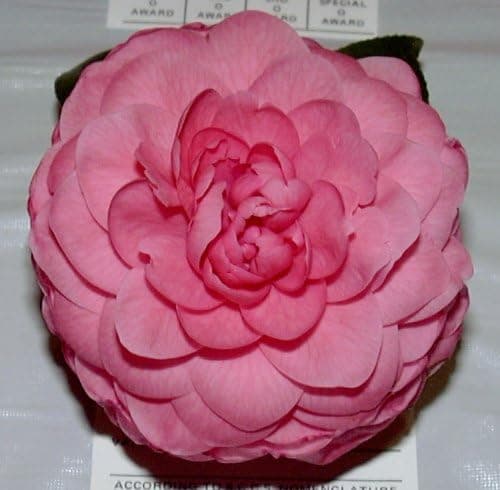 Camellia Japonica, 'Sarah Frost'