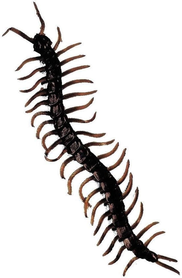 Morris Costumes Life Size Centipede Prop