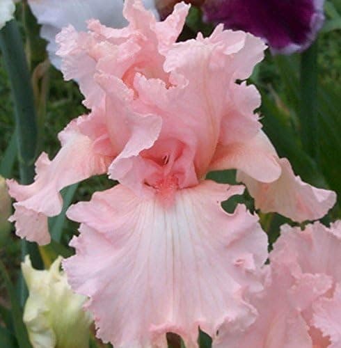 Pink Bearded Iris Bulbs -2 Bulbs- Fragrant Wonderful Flowering Garden Flowers Bonsai Potted