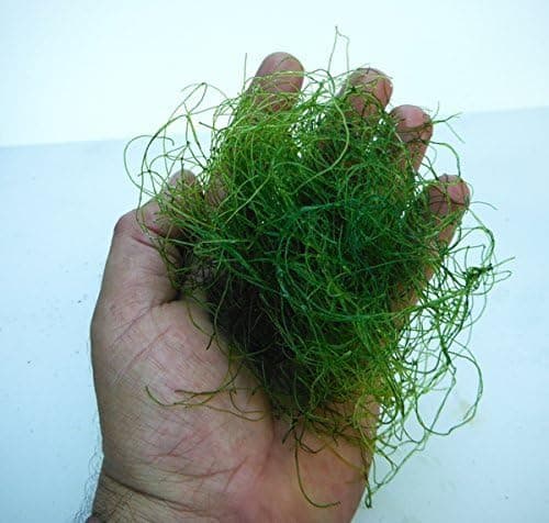 1/2 cup of Live Chaetomorpha Macro Algae Chaeto Chato