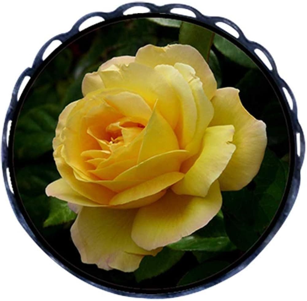 GiftJewelryShop Ancient Style Yellow Rose Round Pin Brooch