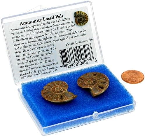 Matched Halves Ammonite Fossil Set