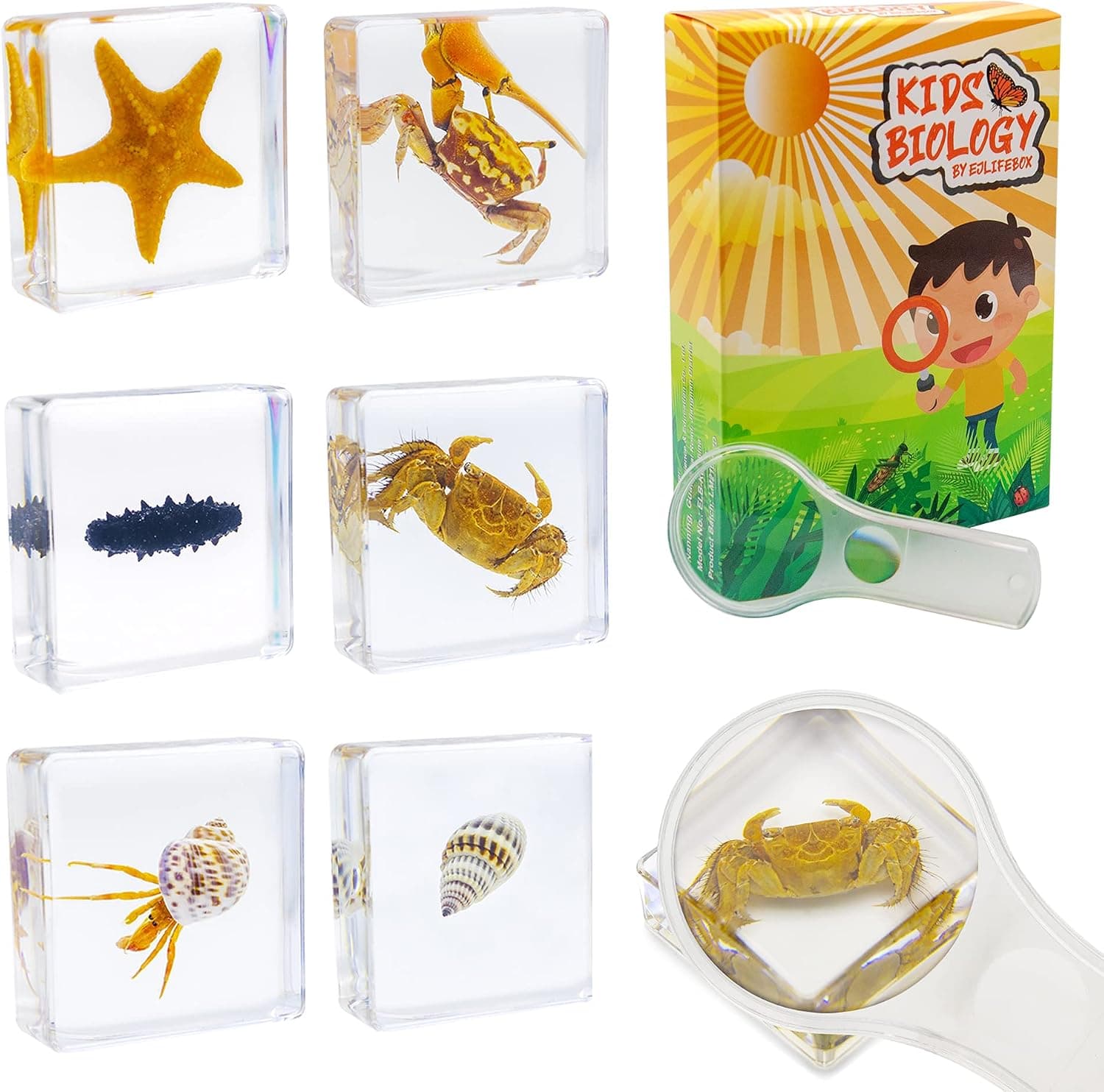 EJLIFEBOX 6 PCS Marine Life Specimen Set,Hermit Crab,Fiddler Crab,Starfish,Nassariidae,Sea Cucumber, Chiromantes Dehaani Resin Collection Science Toys