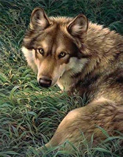 Gray Wolf In Grass Signature Queen Blanket