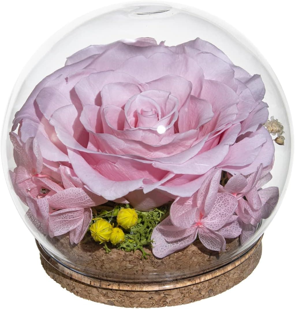 Rainbow Preserved Real Rose in a Circular Glass Cover， with Wooden Base, a Gift for Valentine's Day, Mother's Day Christmas, Anniversary, Girlfriend Birthday, （Pink）