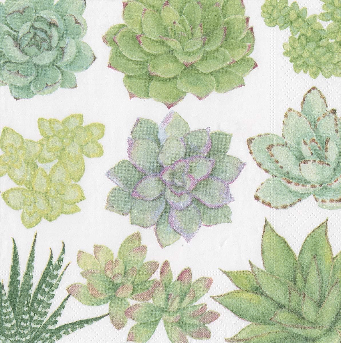Caspari Paper Napkins Party Napkins Disposable Napkins 6.5" x 6.5" Decorative Succulents Pk 40