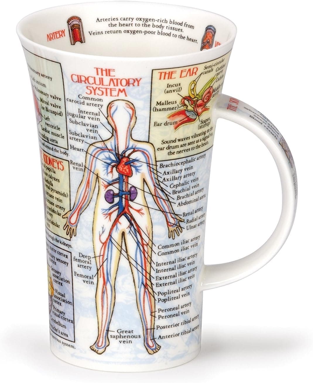 Dunoon Glencoe Fine China Educational BODYWORKS Mug Cup 500ml 16.9 fl oz