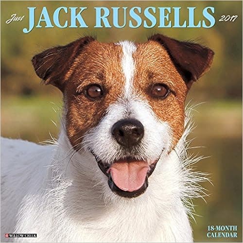 Just Jack Russells 2017 Wall Calendar (Dog Breed Calendars)