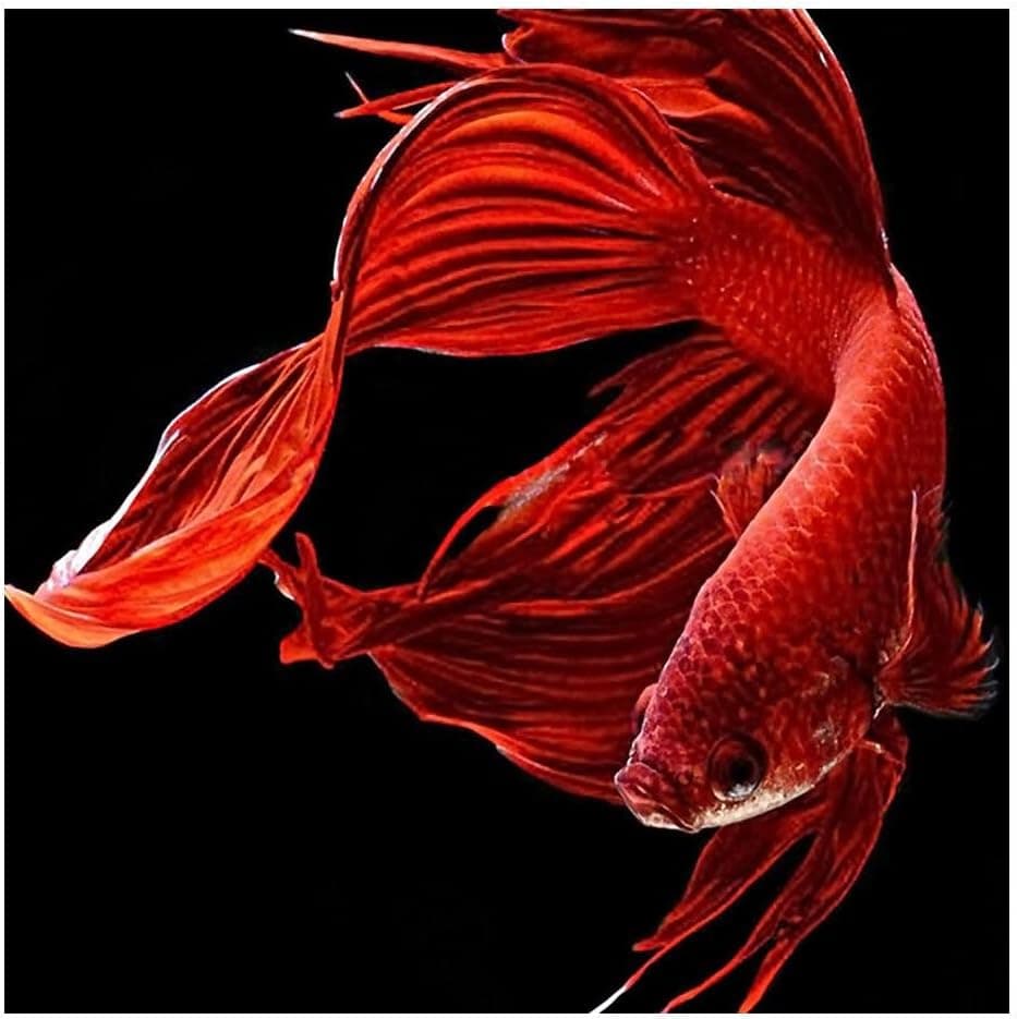 VKTECH Goldfish Full Drill 5D DIY Diamond Painting Kits Round Rhinestone Needlework Embroidery Cross Stitch Craft Best Gift Home Decor 12x12 inch(Red)