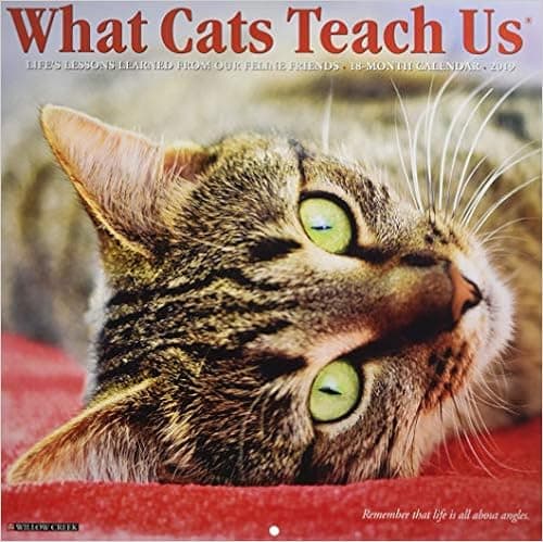 What Cats Teach Us 2019 Wall Calendar