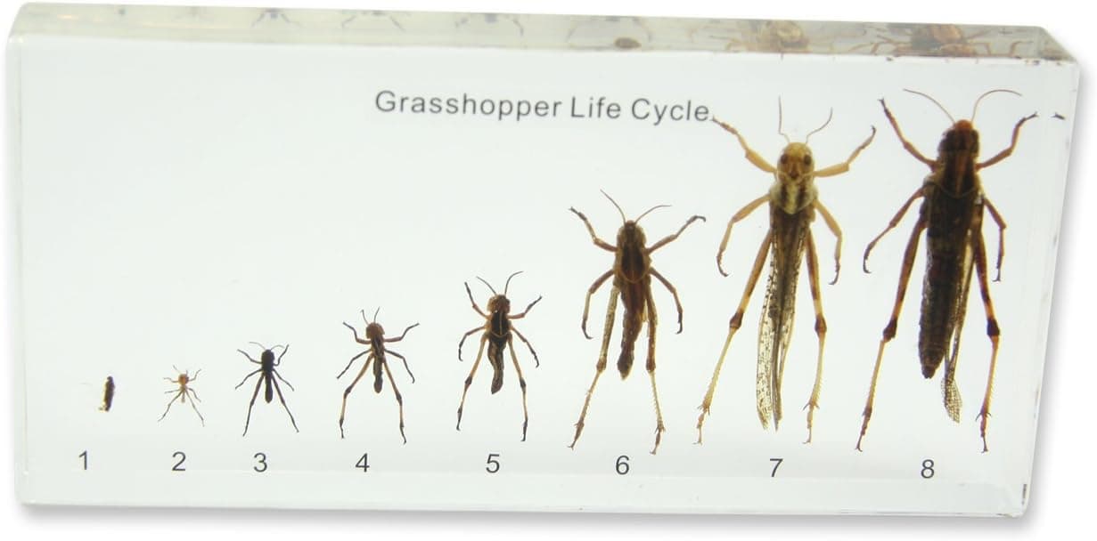 REALBUG Lifecycle of a Grasshopper